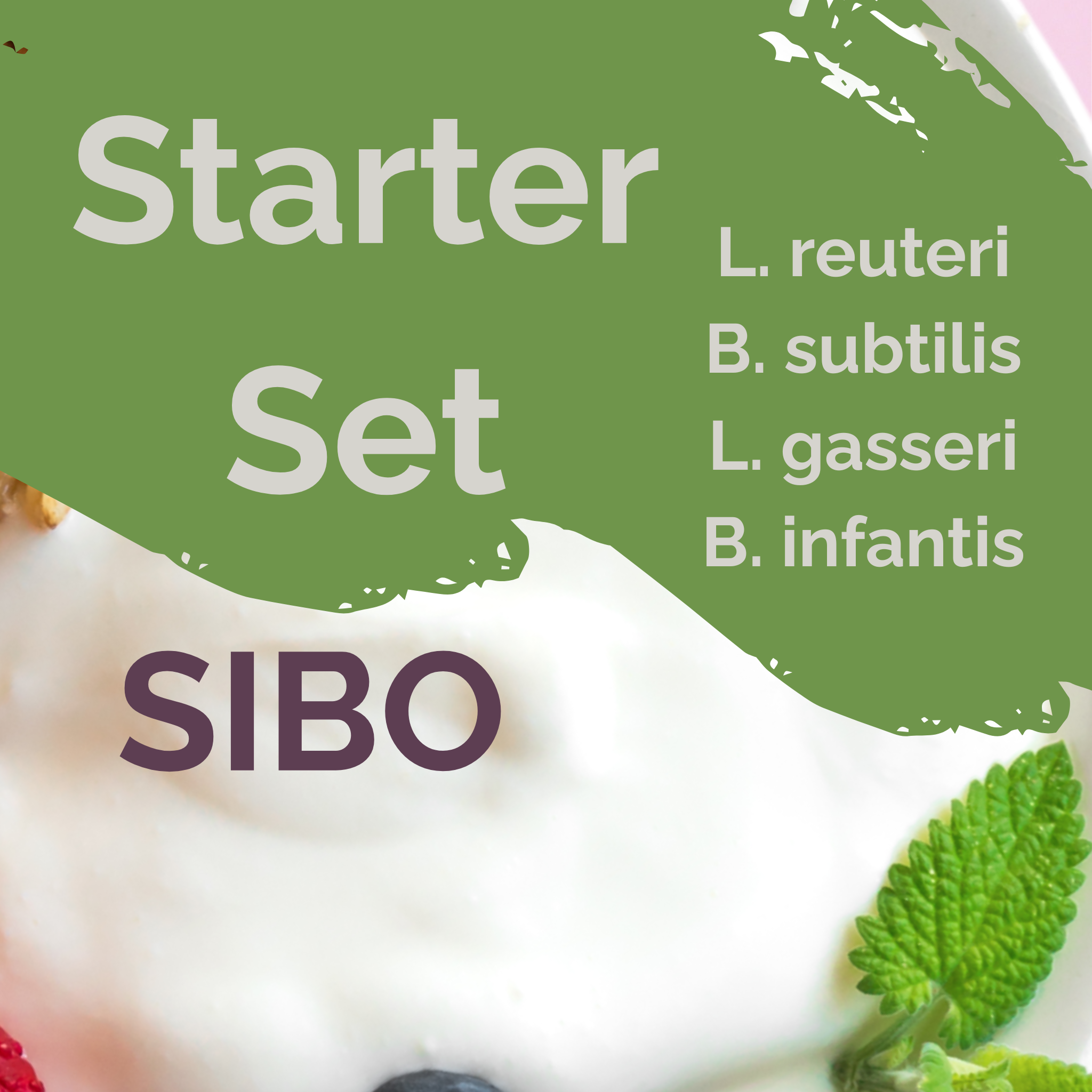 L. reuteri + B. subtilis + L. gasseri + B. infantis | Juego de Inicio para Yogur | Estable para SIBO | Cultivos Iniciales | Paquete de 3